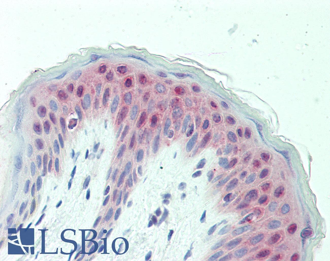 GABPB1 Antibody (aa302-351)
