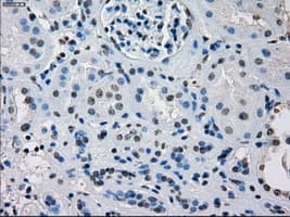 Monoclonal Mouse anti-Human IRF3 Antibody (clone OTI2G3, IHC, IF, WB)