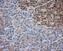 PRKAR2A Antibody (clone OTI1A7, Carrier-free)