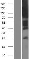 Human ACKR1 / DARC Protein (Over-Expression Lysate Myc-DDK (Flag))