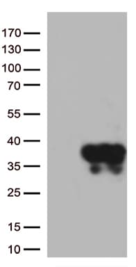 STX1A / Syntaxin 1A Antibody (clone OTI7E2)