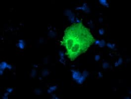 NUCB1 / Nucleobindin Antibody (clone OTI2A5)