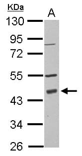 PDCD2 Antibody