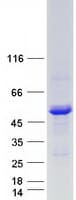 Human LPCAT2 Protein (Recombinant Myc-DDK (Flag))