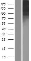 ICAM5 / ICAM-5 Protein (Over-Expression Lysate Myc-DDK (Flag))