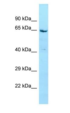 STXBP4 Antibody (aa72-121)