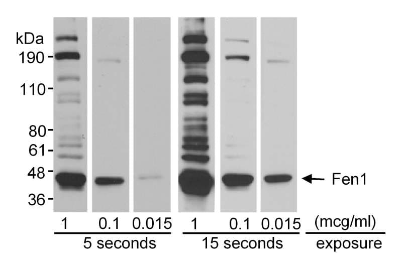 IHC-plus™ FEN1 Antibody (aa250-300)