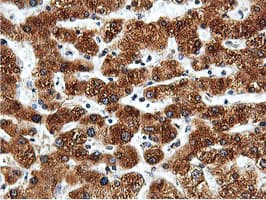 ILVBL Antibody (clone OTI8A12)