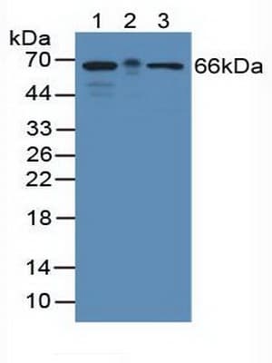 KHDRBS1 / SAM68 Antibody (aa156-381, Biotin)