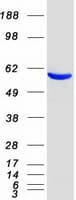 Human EHD3 Protein (Recombinant Myc-DDK (Flag))
