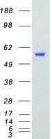 Human TAF1A Protein (Recombinant Myc-DDK (Flag))