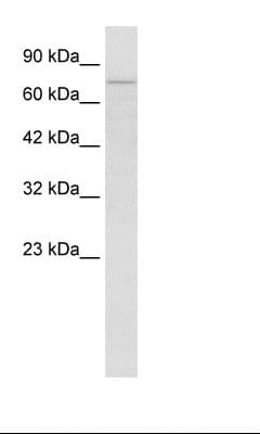 PCK1 Antibody (aa330-379)