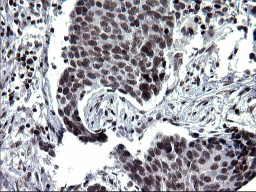 Monoclonal Mouse anti-Human ARNTL / BMAL1 Antibody (clone OTI1H6, IHC, WB)