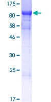Human SHQ1 Protein (Recombinant GST)