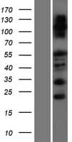 FAM83F Protein (Over-Expression Lysate Myc-DDK (Flag))