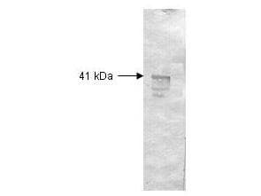 Dextranase Antibody