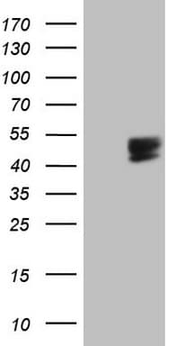 PDCD1 / CD279 / PD-1 Antibody (clone OTI12G4, Carrier-free)