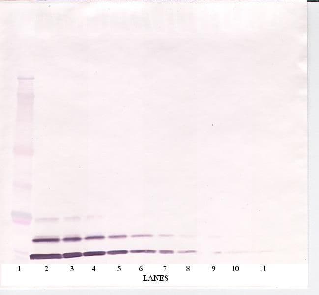 IGF1 Antibody