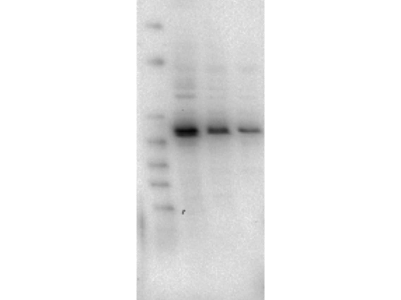 AKT2 Antibody (Internal, clone 11F6.B2)
