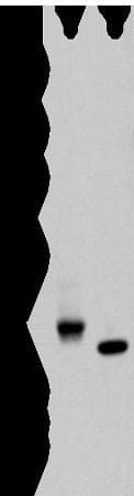 IDO2 / INDOL1 Antibody