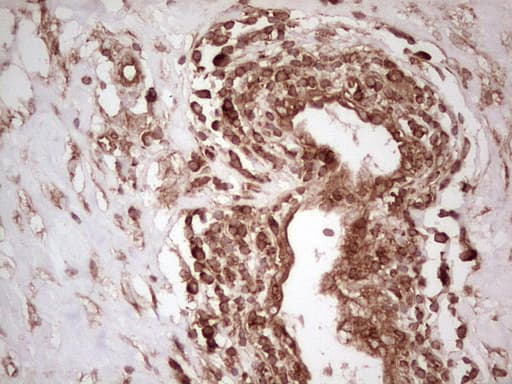 WIBG Antibody (clone OTI5E2, Carrier-free)