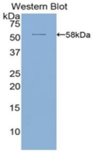 ALCAM / CD166 Antibody (aa28-527)