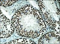 Histone H3 Antibody (aa100-150)