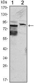 Monoclonal Mouse anti-Human KLHL11 Antibody (clone 1B9C1, IHC, IF, WB)