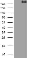 PEG3 Antibody (aa1-364, clone OTI1B2, Carrier-free)
