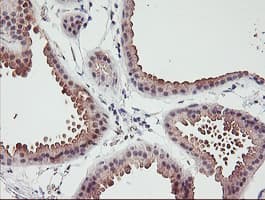 ERCC1 Antibody (clone OTI5A2, Carrier-free)