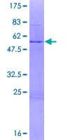 Human ZNF32 Protein (Recombinant GST)