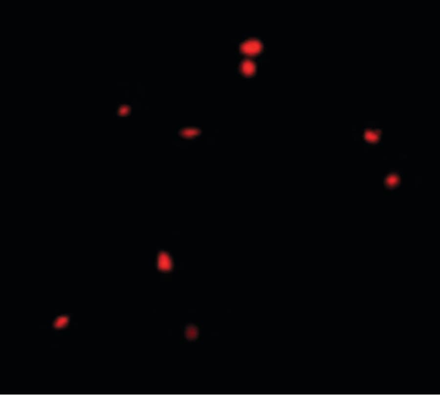 IHC-plus™ CIDEB Antibody