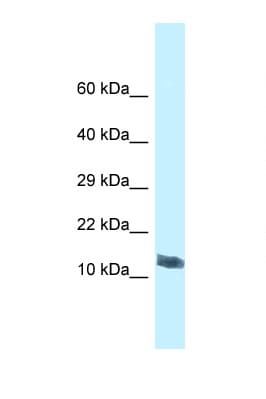 MORN4 Antibody (C-Terminus)