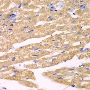 APLP1 / APLP-1 Antibody