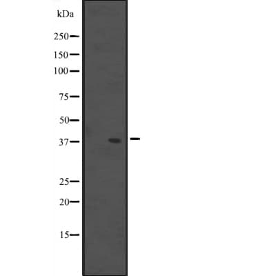 MUL1 / MULAN Antibody