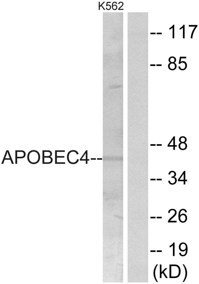 APOBEC4 Antibody