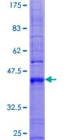 Human TM4SF4 Protein (Recombinant GST)