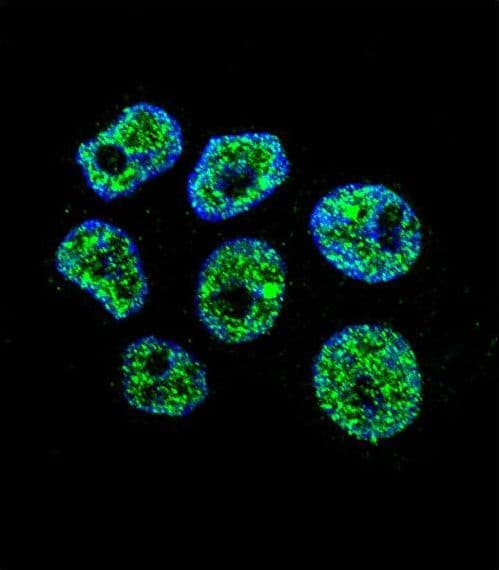 DCAF8L2 Antibody (aa112-140)