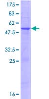Human SLAMF6 / NTBA Protein (Recombinant GST)