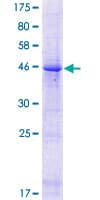Human FIBIN Protein (Recombinant GST)