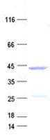 Human FOXH1 Protein (Recombinant His, N-Terminal)