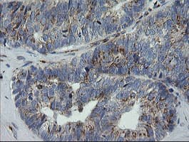 RAB30 Antibody (clone OTI3E7)