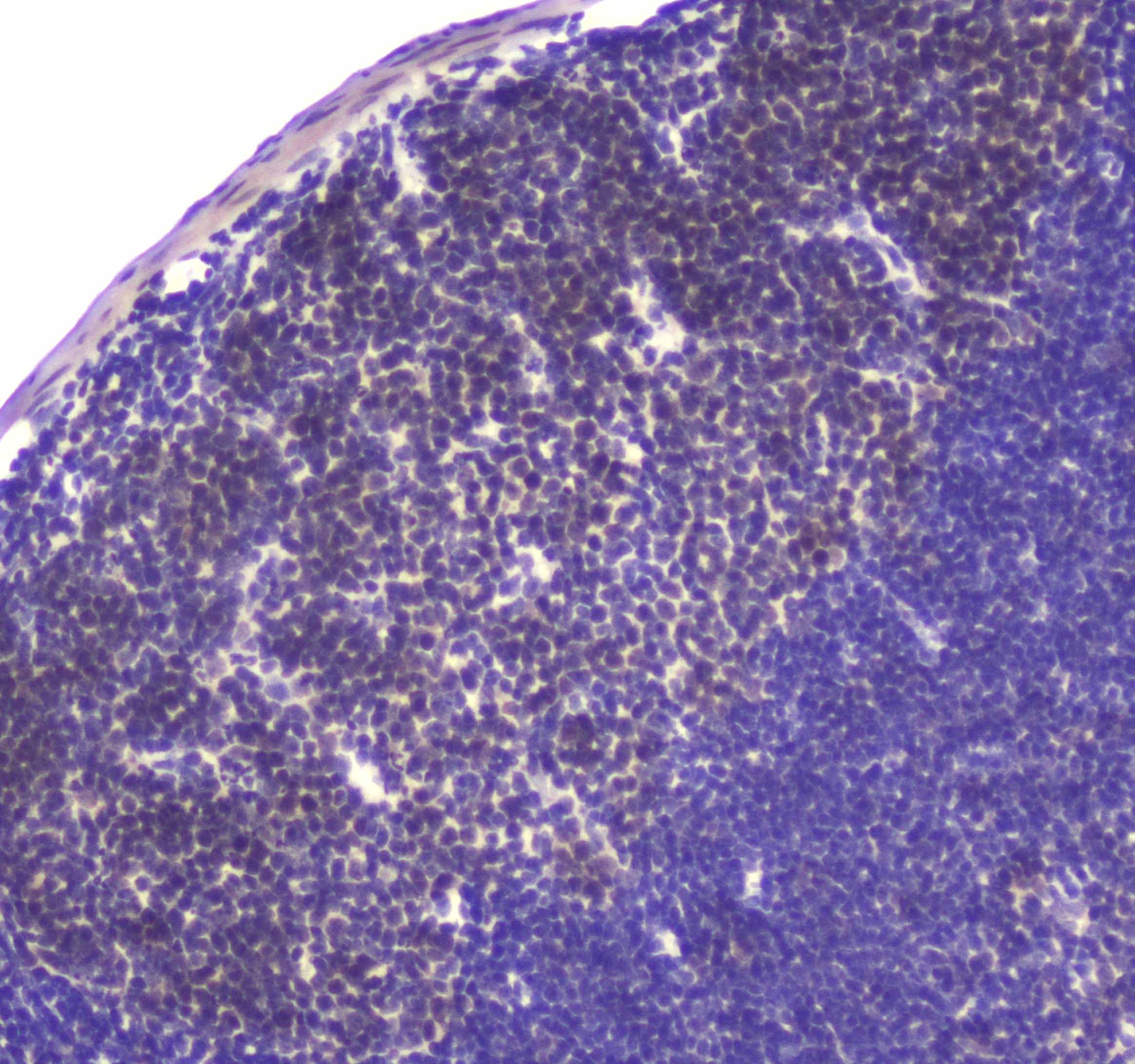 USP7 / HAUSP Antibody