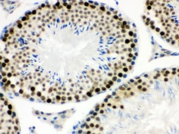 MNAT1 Antibody
