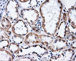 PTPRE / PTP Epsilon Antibody (clone OTI5E5)