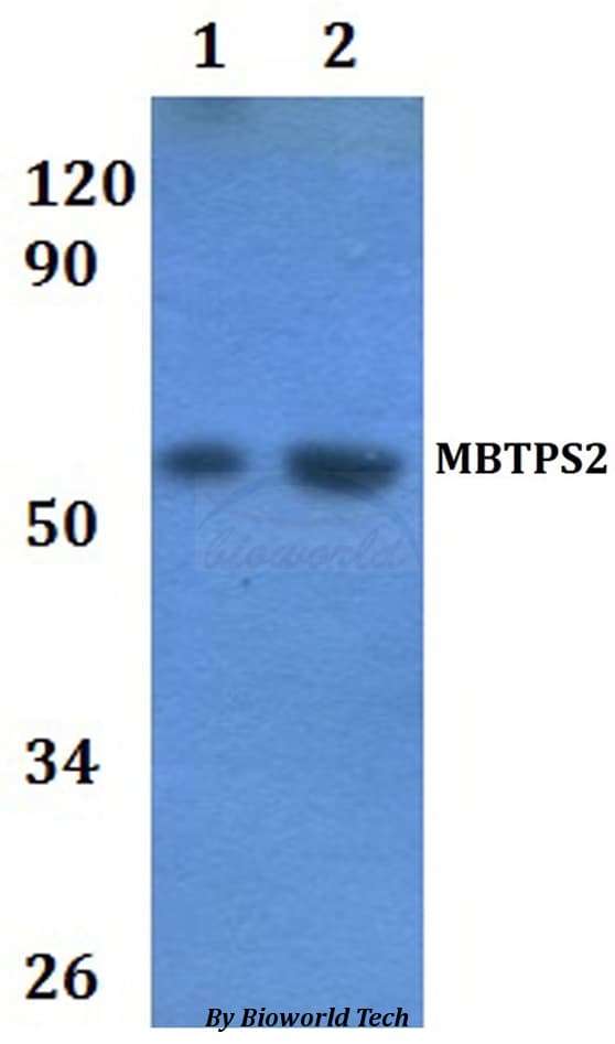 MBTPS2 Antibody