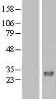 FAM109A Protein (Over-Expression Lysate Myc-DDK (Flag))