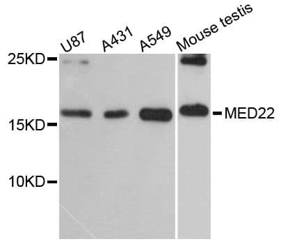 MED22 Antibody
