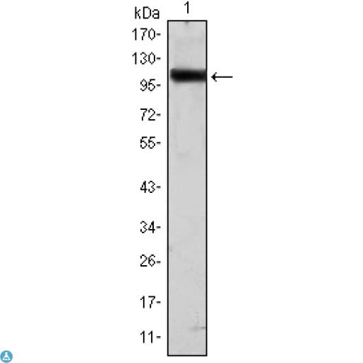 TLR2 Antibody