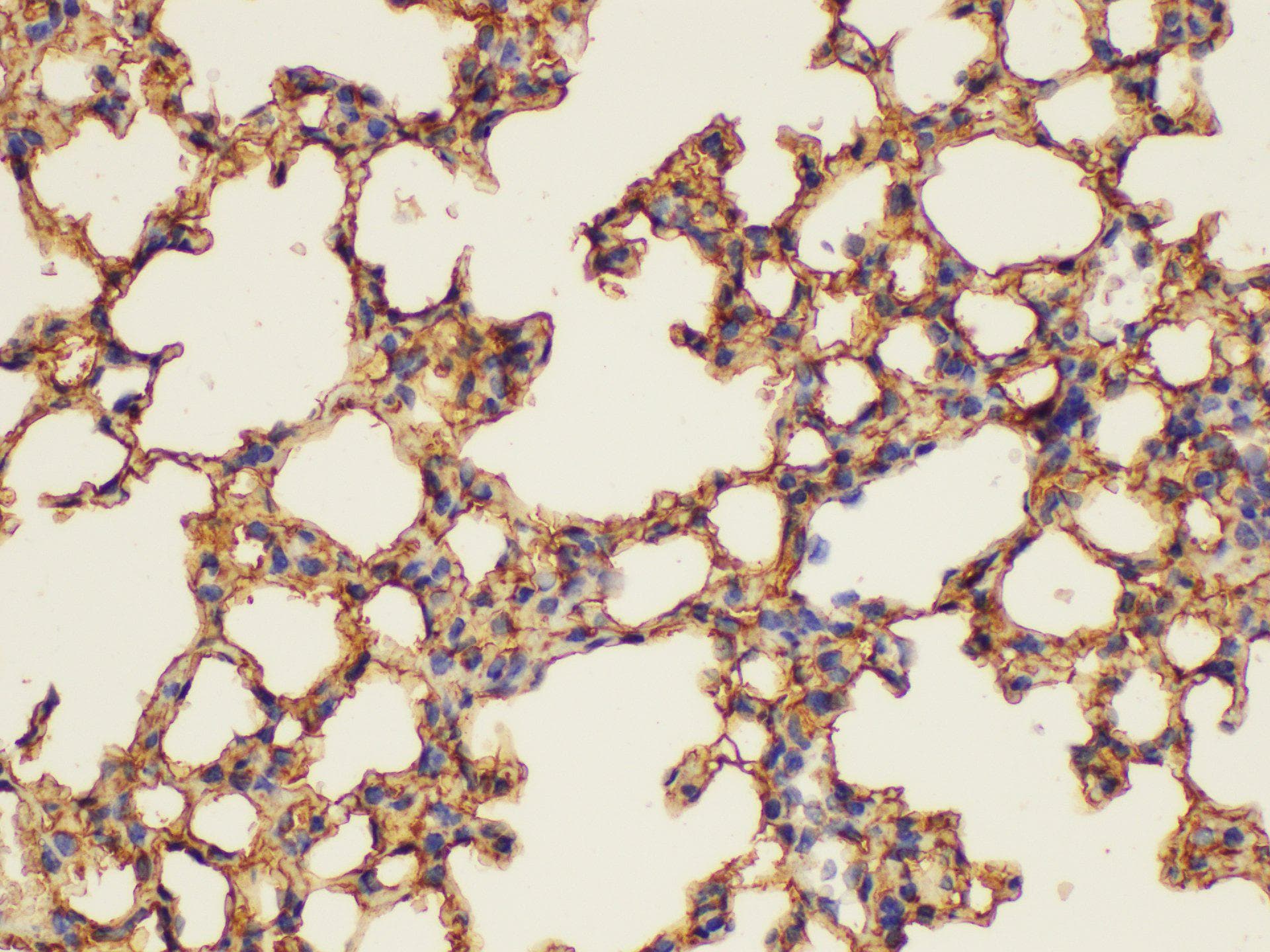 ANXA5 / Annexin V Antibody